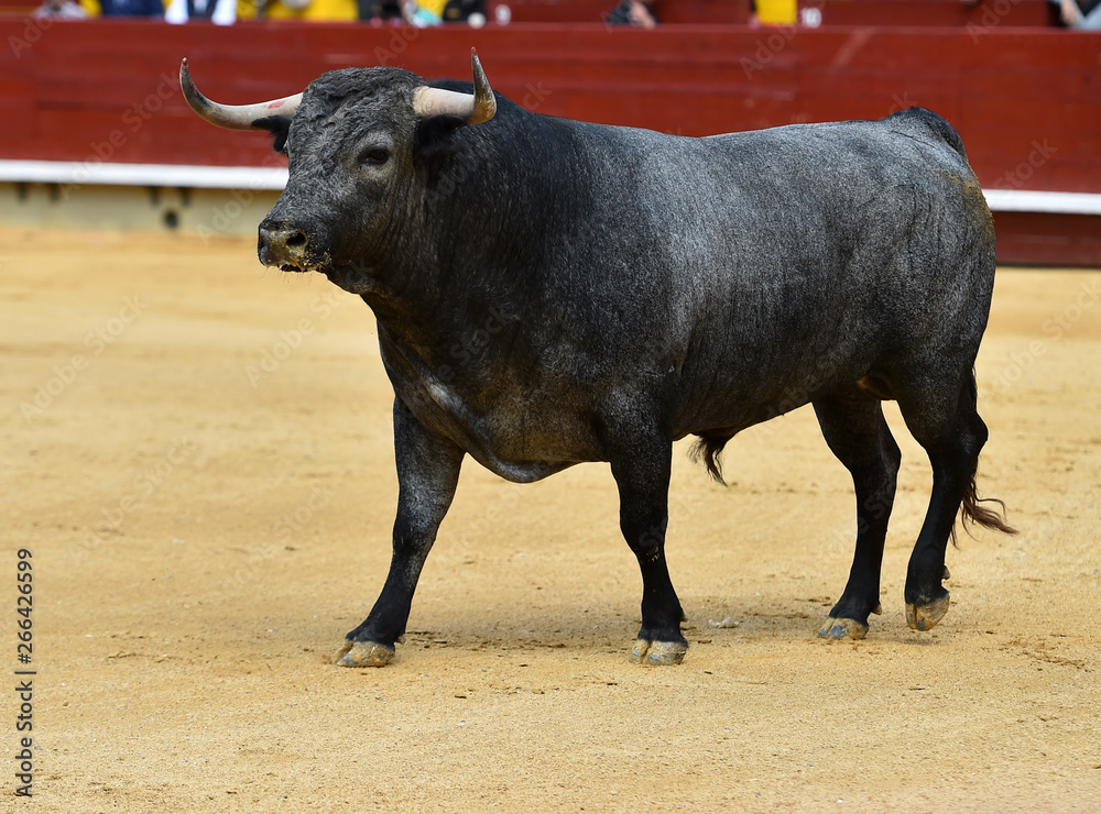 bull in spain bull in spain