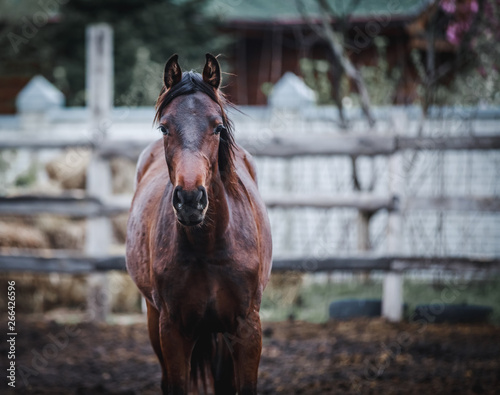 Young bay horse in a farm pen