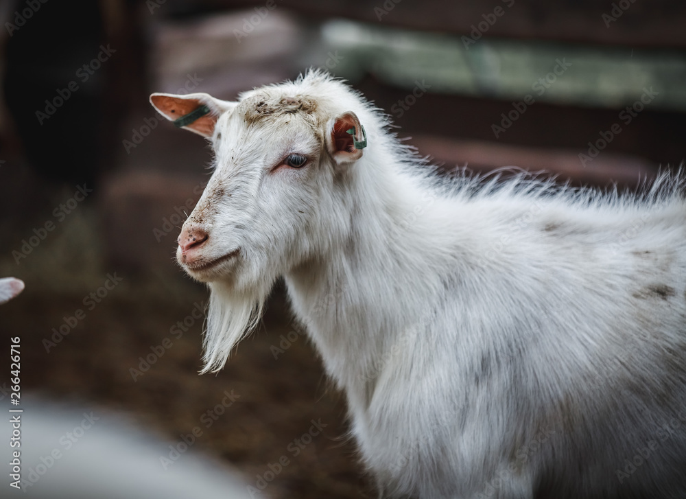 White goats are walking in the pen on the farm White goats are walking in the pen on the farm