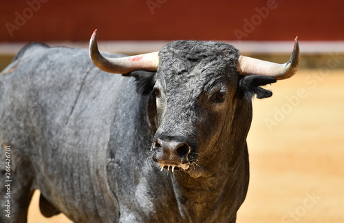 spanish fighting bull