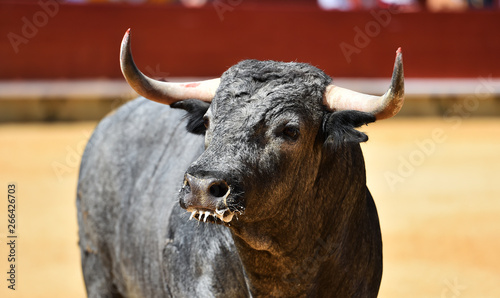 bull in spain