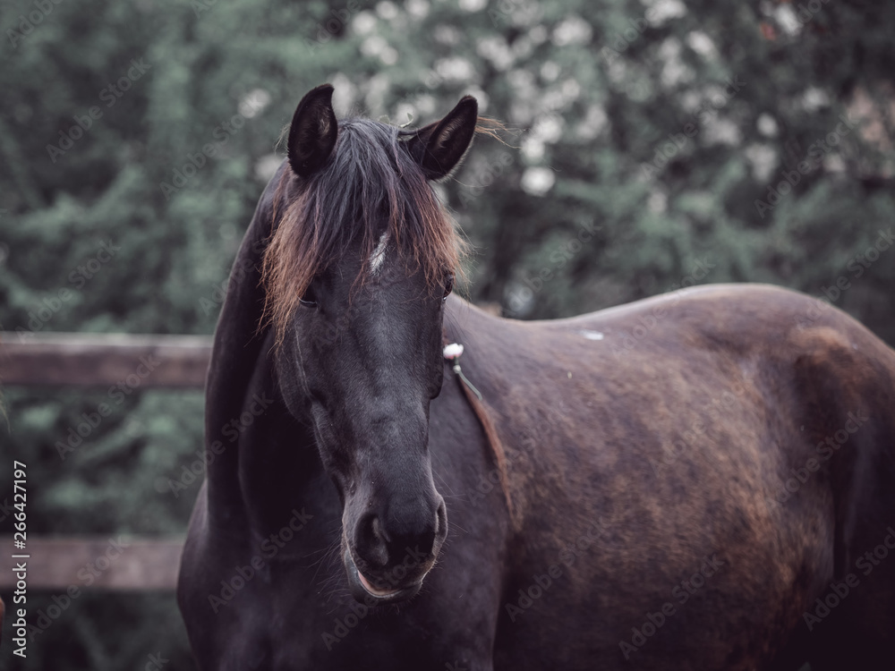Fototapeta premium Portrait of a beautiful black horse
