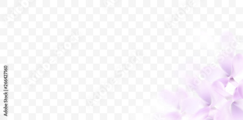 Floral spring background with purple lilac flowers