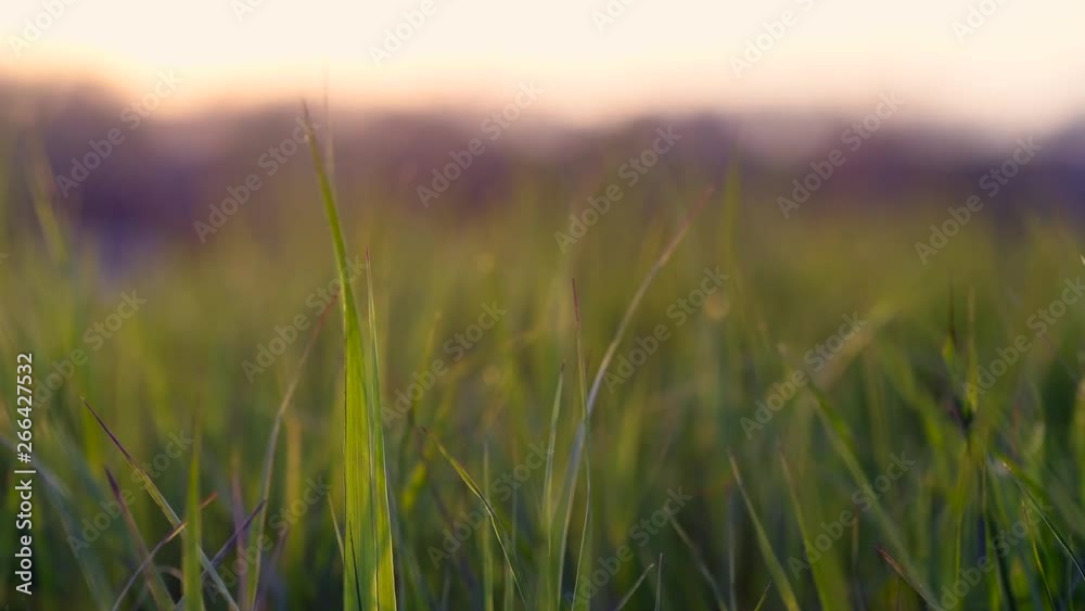 View of blades of grass at sunset. Light wind blows. Warm colored sky in the background.