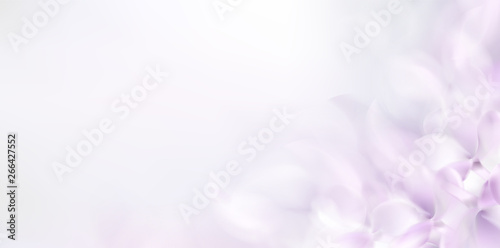 Soft spring background with purple blurred flower petals