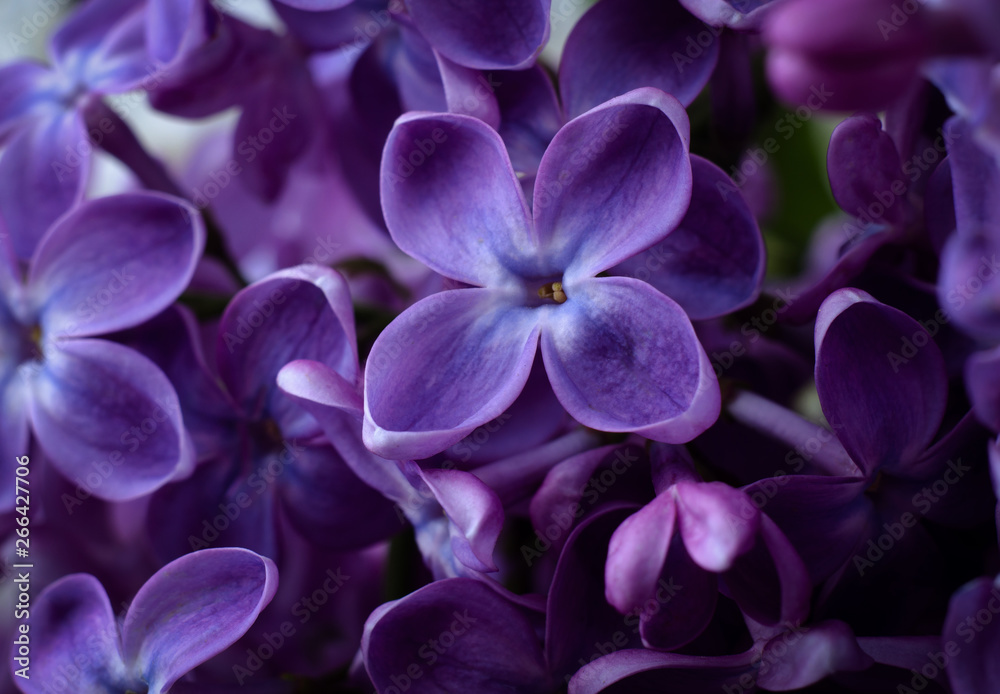 Beautiful purple lilac flowers. Macro photo of lilac spring flowers. Beautiful purple lilac flowers. Macro photo of lilac spring flowers.