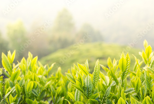 Darjeeling tea leaves closeup