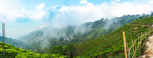 Konstfotografi View of tea gardens on mountain in Darjeeling, Sikkim 2019