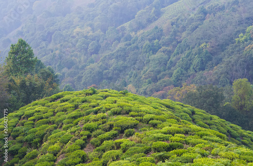 View of tea gardens on mountain in Darjeeling, Sikkim 2019