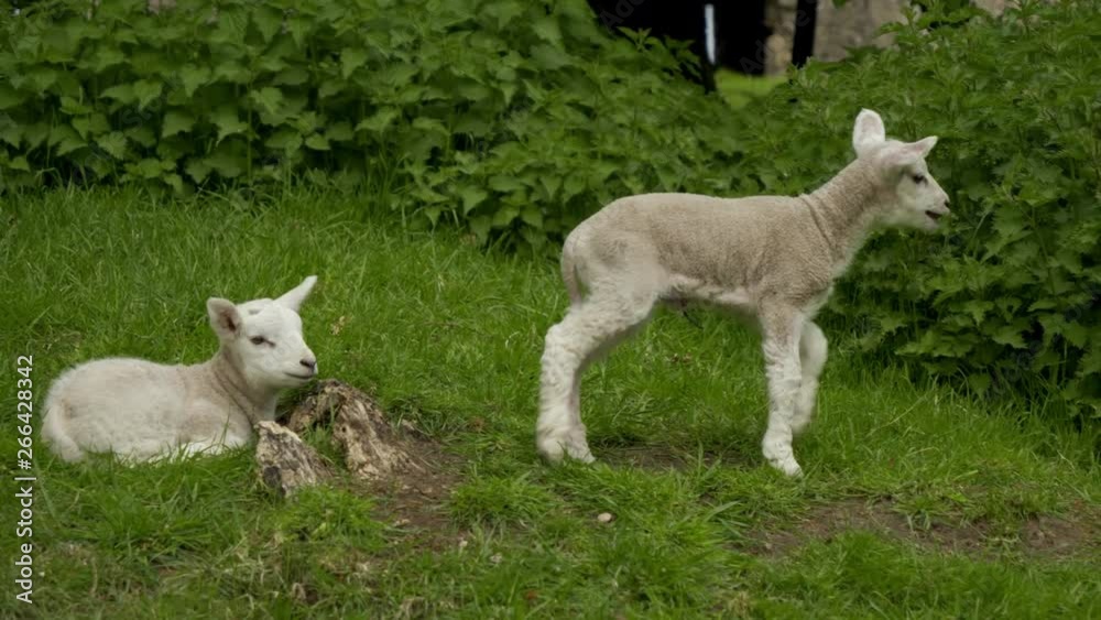Pretty shot of two spring lambs on grassy hill. One lamb sits and one stands face onto camera then one of them walks off shot. Space on shot for text and graphics. Pretty shot of two spring lambs on grassy hill. One lamb sits and one stands face onto camera then one of them walks off shot. Space on shot for text and graphics.