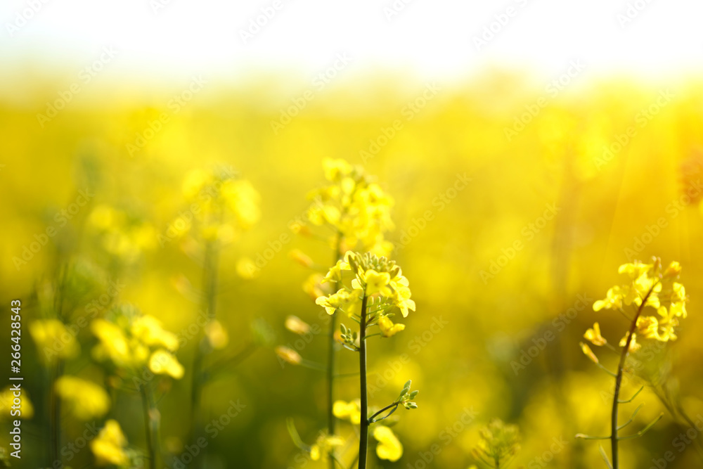 Bright yellow flowers on a field of blooming canola. Summer time. Bright yellow flowers on a field of blooming canola. Summer time.