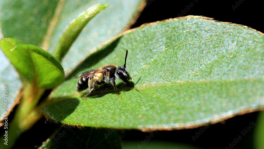 Fototapeta premium Bugs in Nature