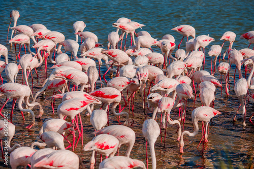Flock of pink flamingos in ...