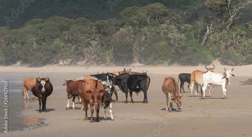 Nguni cows on the sand at Second Beach  Port St Johns on the wild coast in the Transkei  South Africa.