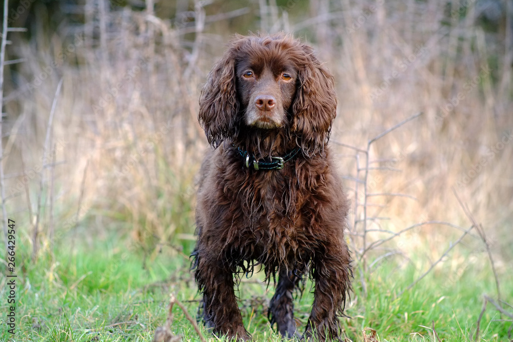 Fototapeta premium brown dog