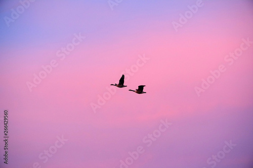 flying geese