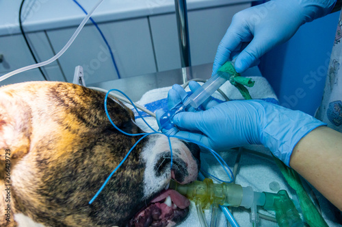 Inflated endotracheal tube valve in a dog