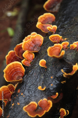 Brown-yellow-white Rot Bark Mushrooms On A Fallen Tree