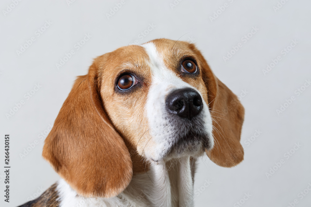 Head of beagle. Close-up of beagle head against white background.