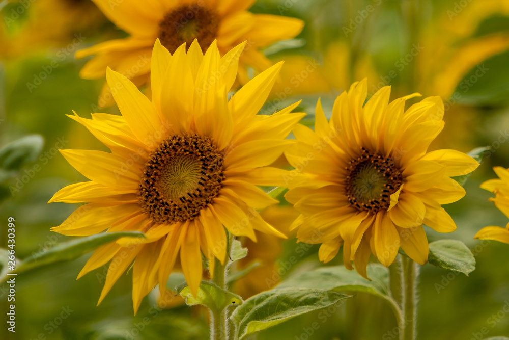 Sonnenblumen (Helianthus annuus), Sonnenblumenfeld Sonnenblumen (Helianthus annuus), Sonnenblumenfeld