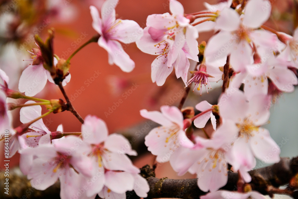 Obraz premium Pink close up sakura