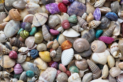 A mixture of tiny colored sea shells, creating a colorful background or wallpaper.