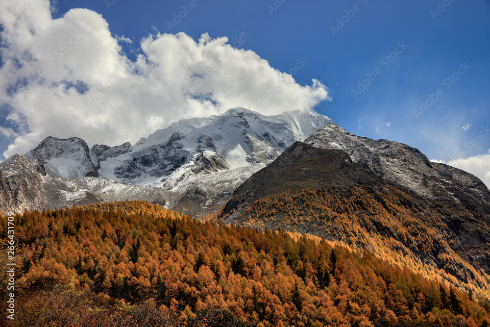 Yala Snow Mountain towering in the distance. Tibet area of Sichuan Province China, Valley covered in golden trees, autumn fall colors. Chinese Landscape, Ganzi Tibetan Plateau, Sacred Holy Mountain