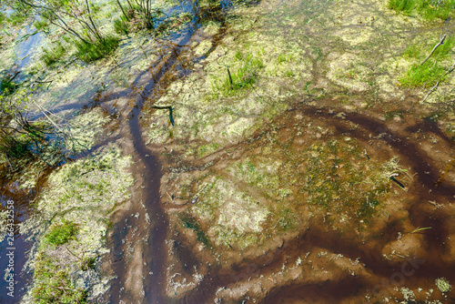 Photography Segments in the pond scum.