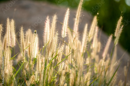 Closeup grass with sunlight 