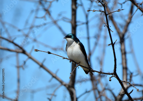 Tree Swallow perched on a branch