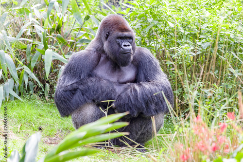 gorilla