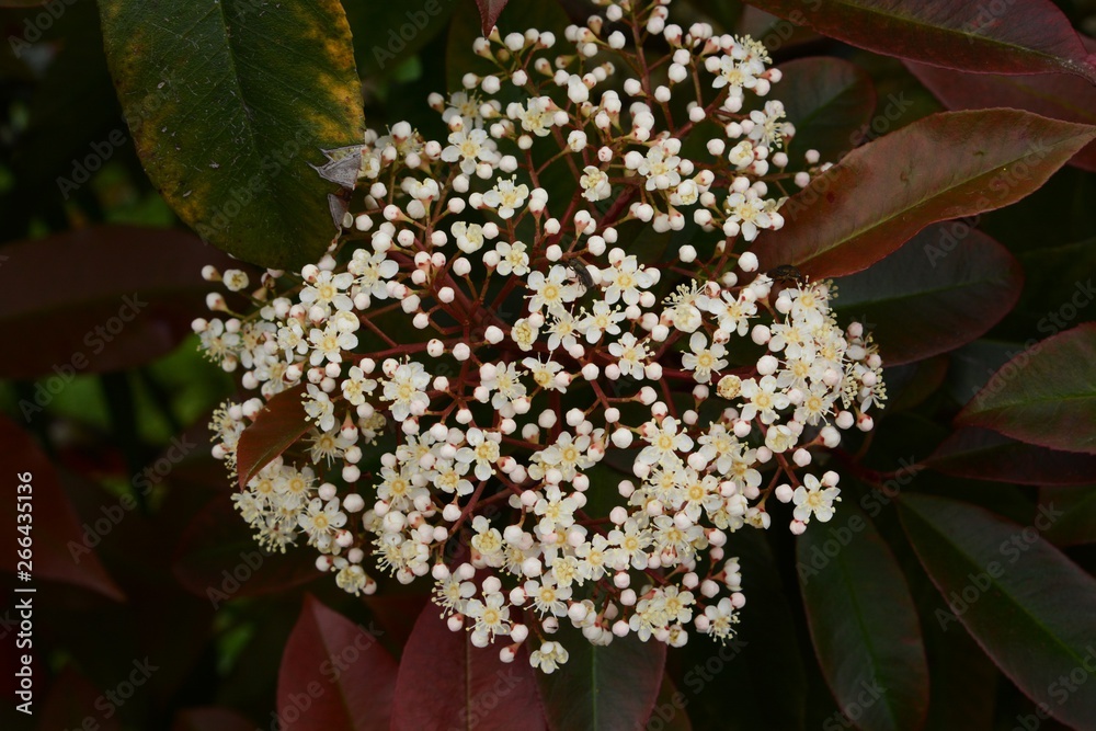 Red robin blossoms (Photinia glabra) Red robin blossoms (Photinia glabra)