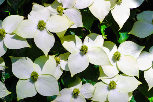 White pseudoflowers an green flowers of the Chinese Dogwood, Asian Dogwood, Cornus kousa photo
