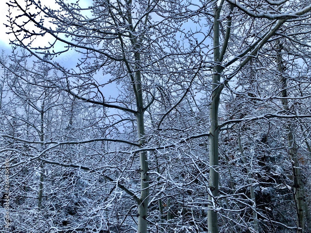 Snow covered trees in the early morning. Snow covered trees in the early morning.