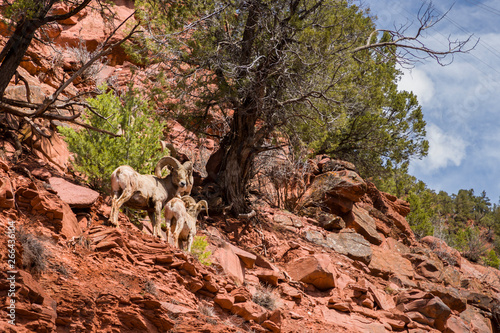 Two Big Horned Sheep on Red Rock Cliff Facing Photographer. Colorado, USA