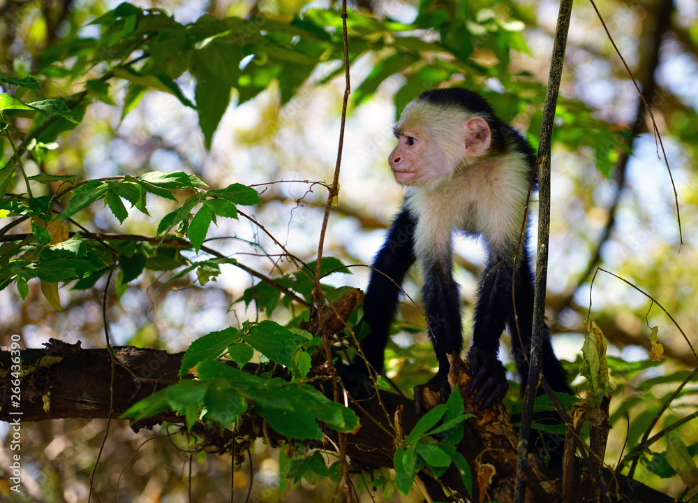 A white-headed capuchin monkey (cebus capucinus) on a fence in Peninsula Papagayo, Guanacaste, Costa Rica A white-headed capuchin monkey (cebus capucinus) on a fence in Peninsula Papagayo, Guanacaste, Costa Rica