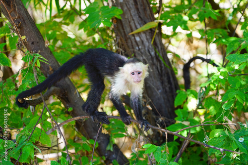Photography A white-headed capuchin monkey (cebus capucinus) on a fence  in Peninsula Papaga