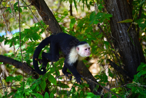 A white-headed capuchin monkey (cebus capucinus) on a fence in Peninsula Papagayo, Guanacaste, Costa Rica