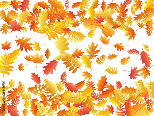 Oak, maple, wild ash rowan leaves vector, autumn foliage on white background.