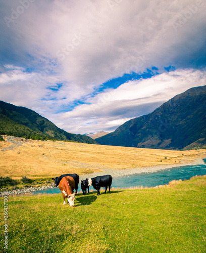 Cows hiking trail in New Zealand 