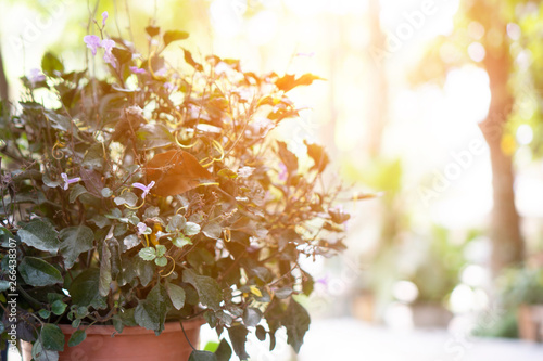 Flowers for decoration in r...