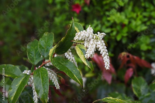 Leucothoe fontanesiana / Dog hobble