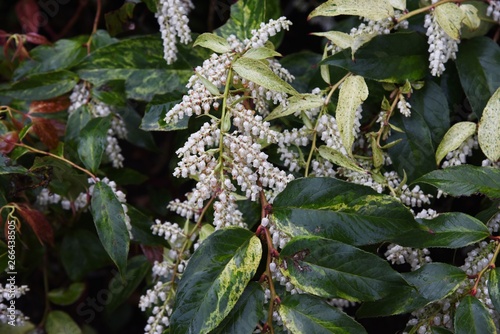 Leucothoe fontanesiana / Dog hobble