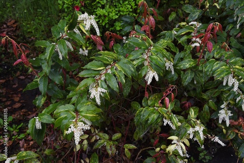 Leucothoe fontanesiana / Dog hobble