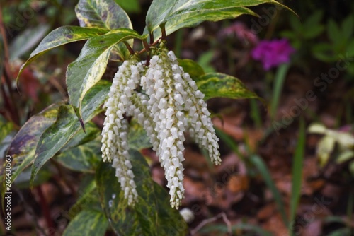Leucothoe fontanesiana / Dog hobble