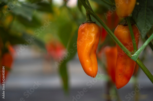 Chili planting in modern gr...