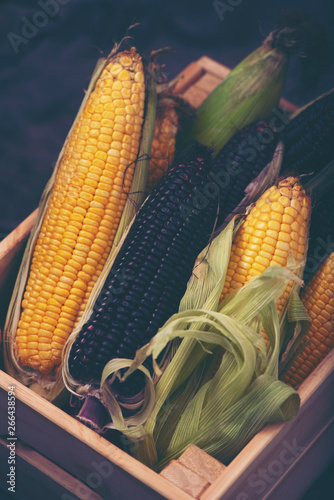 Multi-colored corn in the b...