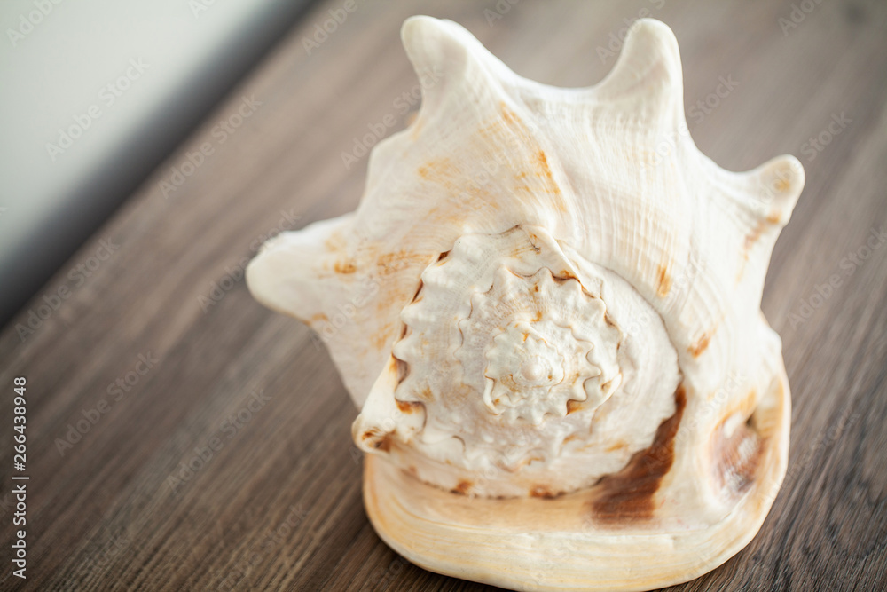 Sea concept. Sea shell on wood background Sea concept. Sea shell on wood background