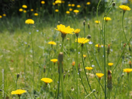 春の野原に咲く黄色いタンポポの花 © poteco