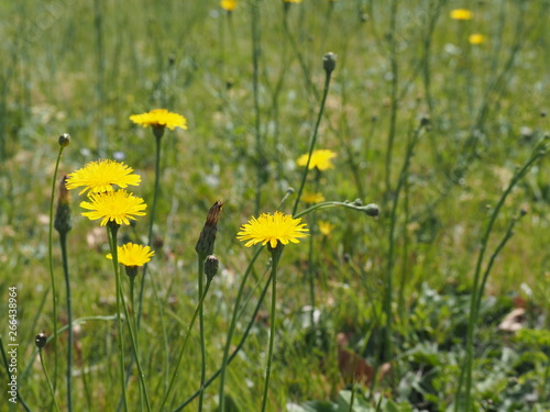 春の野原に咲く黄色いタンポポの花